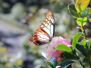 manifestar tus deseos